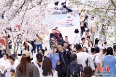 浙江杭州：公园周末赏樱热